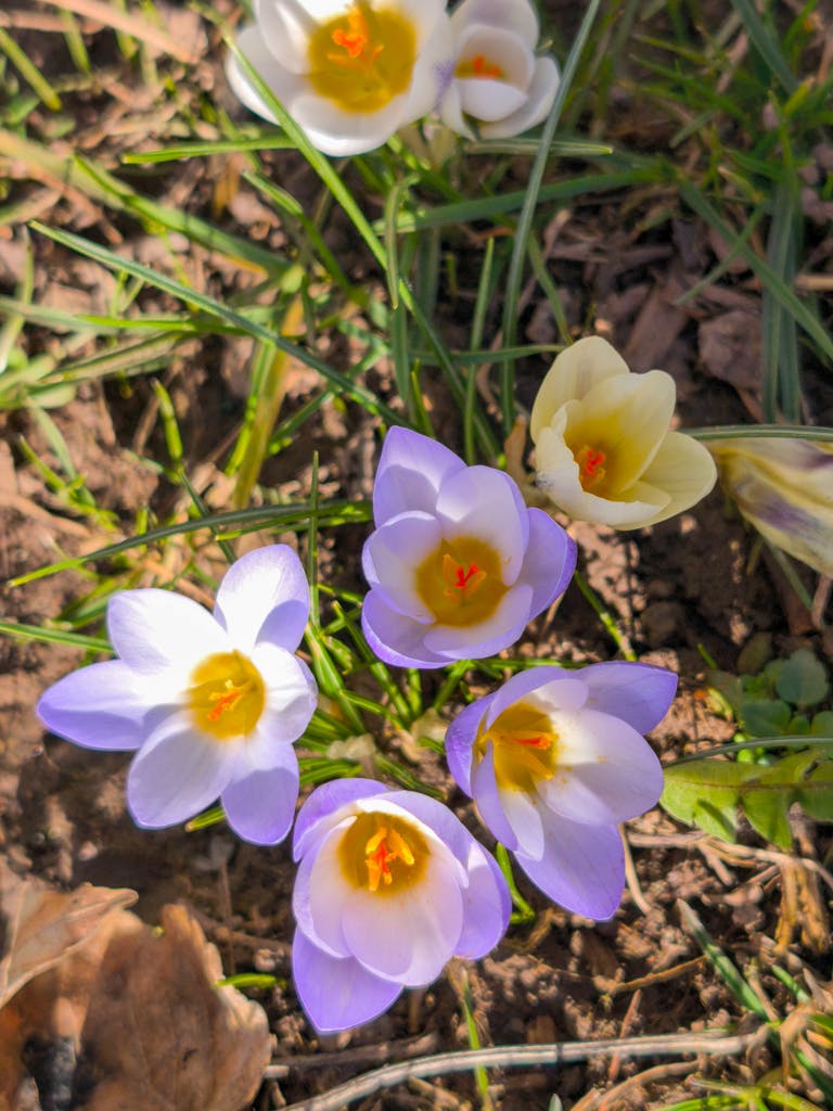 Bright purple and yellow crocuses bloom amidst green grass, capturing the essence of spring in Germany.